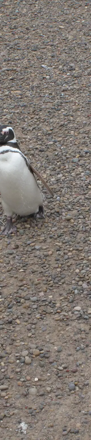 Die Magellanpinguin-Kolonie